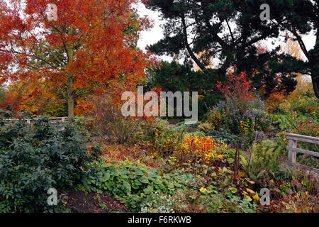 Il giardino di ROBINSON RHS HYDE HALL in autunno. Foto Stock