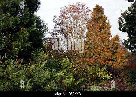 I colori autunnali entro RHS HYDE HALL ESSEX. Foto Stock