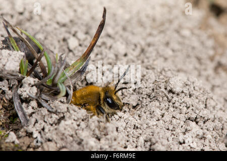 Ivy bee (Colletes hederae) emergente dalla tana Foto Stock