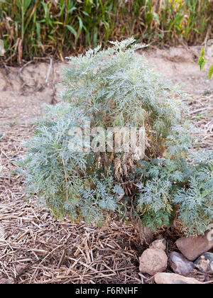 Artemisia absinthium o comune impianto di assenzio Foto Stock