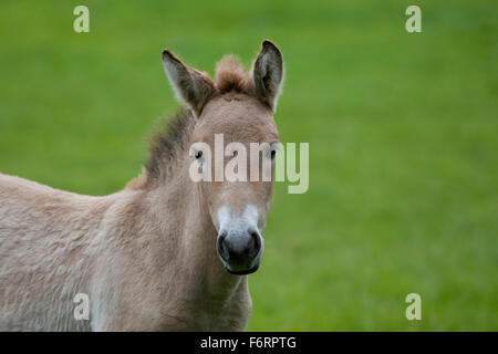 Cavallo di Przewalski, Asian Wild Horse, puledro, Przewalski-Pferd, Fohlen, Przewalskipferd, Wildpferd, Equus ferus przewalskii Foto Stock