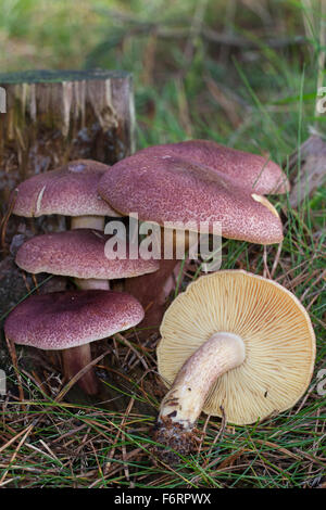 Le prugne e crema pasticcera, i capelli rossi agaric, Purpurfilziger Holzritterling, Ritterling, Tricholomopsis rutilans, Tricholoma rutilans Foto Stock