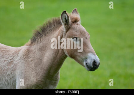 Cavallo di Przewalski, Asian Wild Horse, puledro, Przewalski-Pferd, Fohlen, Przewalskipferd, Wildpferd, Equus ferus przewalskii Foto Stock