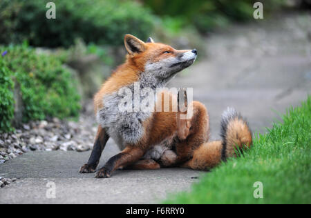 WILD URBAN FOX RE la fauna animale città giardino città parassiti RINGHIANDO BARKING graffiare le pulci alimentazione lavaggio alimentare CLOSE UP Regno Unito Foto Stock