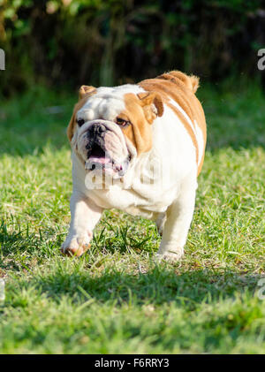 Un piccolo, belle, giovani, marrone e bianco Bulldog inglese in esecuzione sul prato cercando giocoso e allegro. La Bulldog è un mu Foto Stock