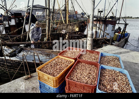 Natanti adibiti alla pesca di gamberetti e di cattura. King's Lynn. Norfolk. In Inghilterra. Regno Unito. Europa Foto Stock