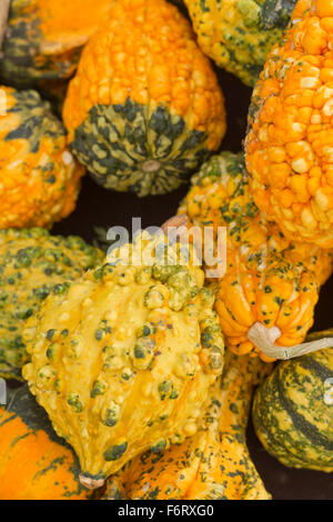 Decorativo vacanze autunnali zucche sul display a livello locale mercato degli agricoltori Foto Stock