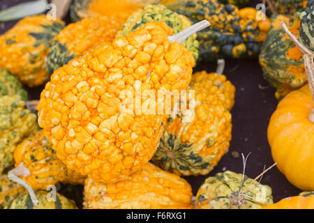 Decorativo vacanze autunnali zucche sul display a livello locale mercato degli agricoltori Foto Stock