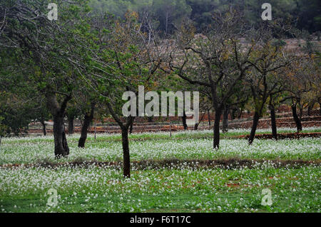 Alberi di mandorle con wild candytuft (ibiris amara) nei pressi di Santa Agnese de Corona, Ibiza spagna Foto Stock