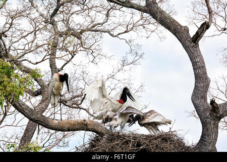 Jabiru Aeroporto Stork, Jabiru Aeroporto mycteria, coppia con pulcini in un nido nel Pantanal, Mato Grosso, Brasile, Sud America Foto Stock