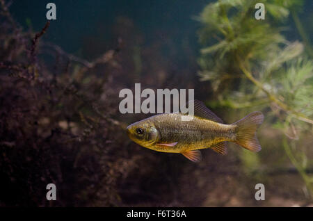 Carassi - Carassius carassius Foto Stock