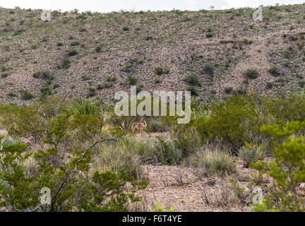 Coyote nella boccola del Parco nazionale di Big Bend Foto Stock