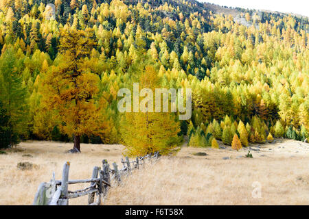 Herbstwald mit Holzzaun | Autunno foresta con staccionata in legno Foto Stock