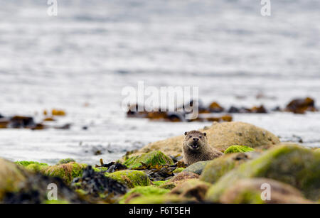 Lontra maschio guardando sopra le rocce Foto Stock