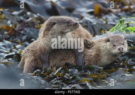 Cucciolo maschio sulla sommità della mamma Foto Stock