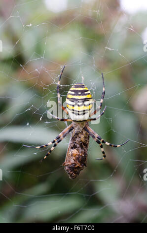 Wasp Spider a mangiare una falena Foto Stock