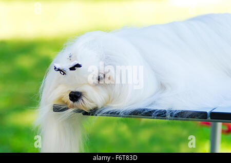 Una vista di un piccolo e giovane e bella mostra Maltese cane con un lungo mantello bianco dormendo. Cani maltesi hanno capelli setosi e sono hypo Foto Stock