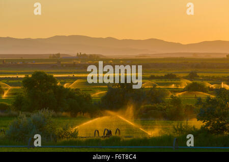 Gli sprinkler irrigazione terreni agricoli rurale Foto Stock