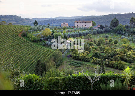 Italia Toscana Firenze uve da vino vigneti Travel Tourist turismo vacanze in Europa Foto Stock