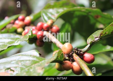 Bacche di caffè su un ramo in Bali, Indonesia Foto Stock