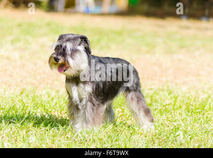 Un piccolo nero e argento miniatura Schnauzer cane sull'erba, guardando molto felice. È noto per essere un intelligente Foto Stock