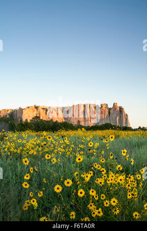Giallo e fiori di campo Iscrizione Rock, El Morro monumento nazionale, Nuovo Messico USA Foto Stock