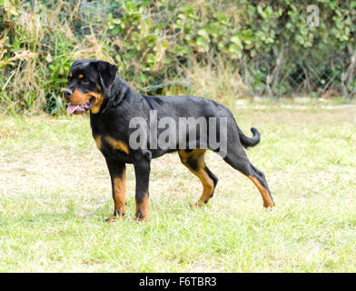 Una sana e robusta e orgogliosamente cercando Rottweiler in piedi sull'erba. Rotweillers sono ben noti per essere cani intelligenti un Foto Stock