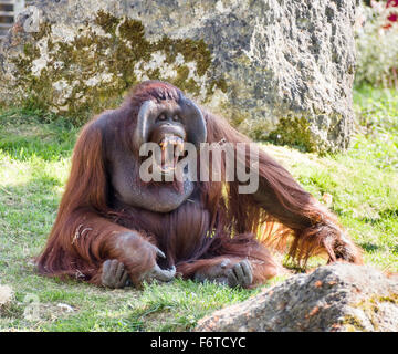 Orango Tango che mostra i suoi denti incisivi . Un grande maschio orangutan le chiamate e visualizza una serie incredibile di denti arancione Foto Stock