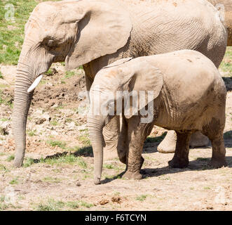 Madre e figlia elefanti africani. Un grande elefante femmina cammina con una minore giovane elefante sia con i loro tronchi verso il basso Foto Stock