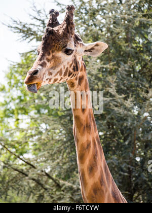 La giraffa a mangiare e a leccare le sue labbra. Una giraffa con alberi dietro mastica su alcuni alimenti con una coperta di saliva linguetta sporgente. Foto Stock