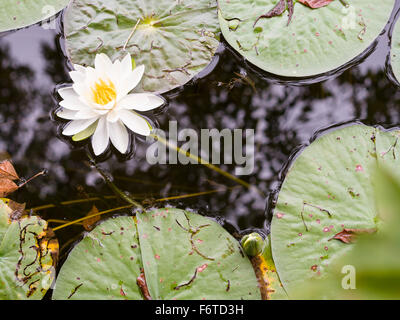 Ninfea bianca galleggiante su un laghetto. Un giglio bianco in piena fioritura circondato da acqua nera e verde foglie galleggianti. Foto Stock