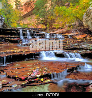 I colori dell'autunno a arcangelo cascate lungo forcella sinistra north creek nel parco nazionale di Zion, Utah Foto Stock