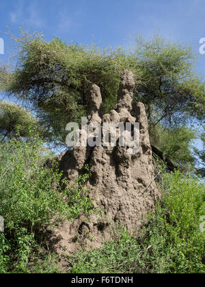 Termite mound nel Parco Nazionale del Serengeti, Tanzania Africa Foto Stock