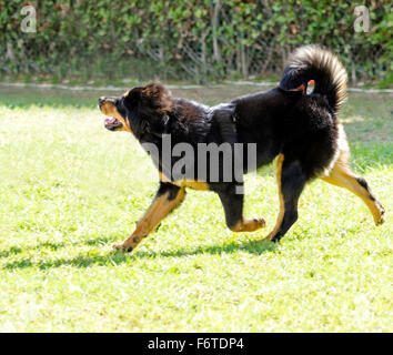 Un giovane, bella, nero e marrone - oro Tibetan Mastiff cucciolo di cane che corre sul prato. Fare Khyi cani sono noti per essere coraggio Foto Stock