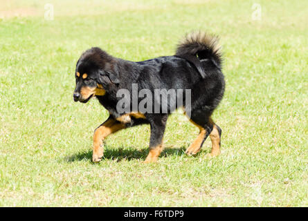 Un giovane, bella, nero e marrone - oro Tibetan Mastiff cucciolo di cane a camminare sull'erba. Fare Khyi cani sono noti per essere courag Foto Stock