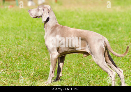 Un giovane, bella blu argento grigio Weimaraner cane sul prato con nessuna coda inserito. Il Gray fantasma è un fucile da caccia fare Foto Stock