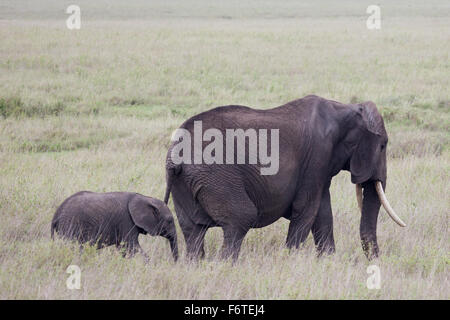 Un bambino dell' elefante africano (Loxodonta) a piedi con la sua madre in Amboseli National Park, Kenya, Africa orientale. Foto Stock