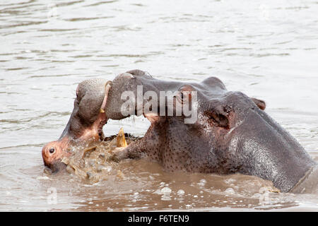 Due Hippos combattimenti in acqua nel Parco Nazionale del Serengeti, Tanzania Africa Foto Stock