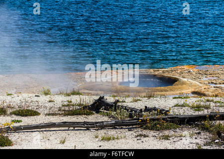 Piccolo geysir al Lago di Yellowstone Foto Stock