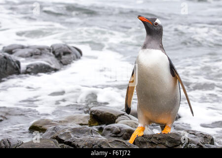 Pinguino Gentoo in piedi sulle rocce. Foto Stock