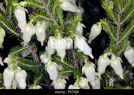 Vescica-heath/ Gooseberry heath- Erica halicacaba- Famiglia Ericaceae Foto Stock