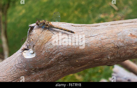 Libellula di grandi dimensioni su un log Foto Stock