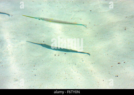 Piccolo pesce Isla Contoy in Messico froath e la schiuma di mare goccia giornata soleggiata wave Foto Stock