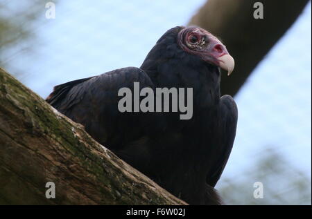 Nuovo mondo Turchia vulture o la Turchia poiana (Cathartes aura) Foto Stock