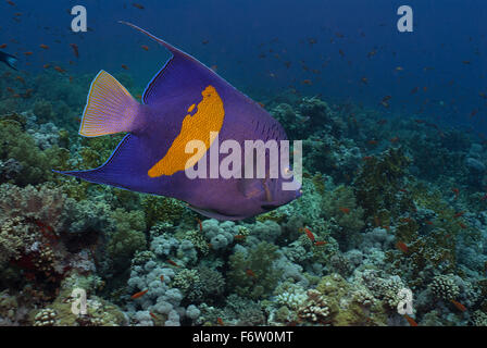 Yellowbar angelfish Pomacanthus maculosus, Pomacanthidae, Sharm el Sheikh, Mar Rosso, Egitto Foto Stock