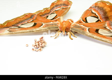 Su un tavolo bianco è un Attacus atlas whit sue uova Foto Stock