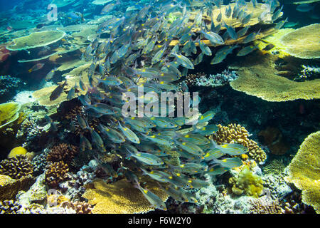 Scuola di snapper fishs sulla barriera corallina Foto Stock