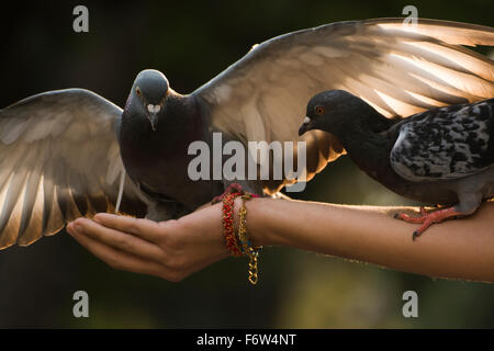 Bella pigeon atterraggio su una mano. Foto Stock