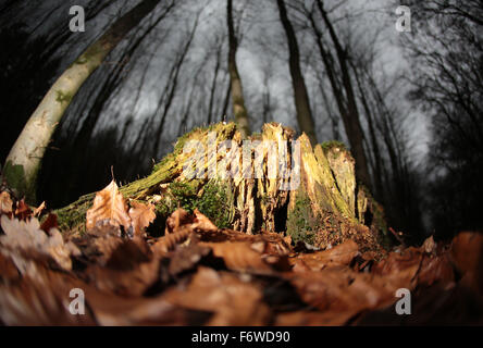 Colonia, Germania. Xix Nov, 2015. Lascia coprire il moncone stree nella foresta Koenigsforst vicino a Colonia, Germania, 19 novembre 2015. Lo stato della Renania settentrionale-Vestfalia è la pubblicazione delle sue statue annuale relazione sulle condizioni delle foreste. Foto: Oliver Berg/dpa/Alamy Live News Foto Stock