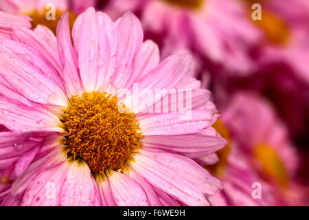 Chiusura del crisantemo rosa fiori Foto Stock
